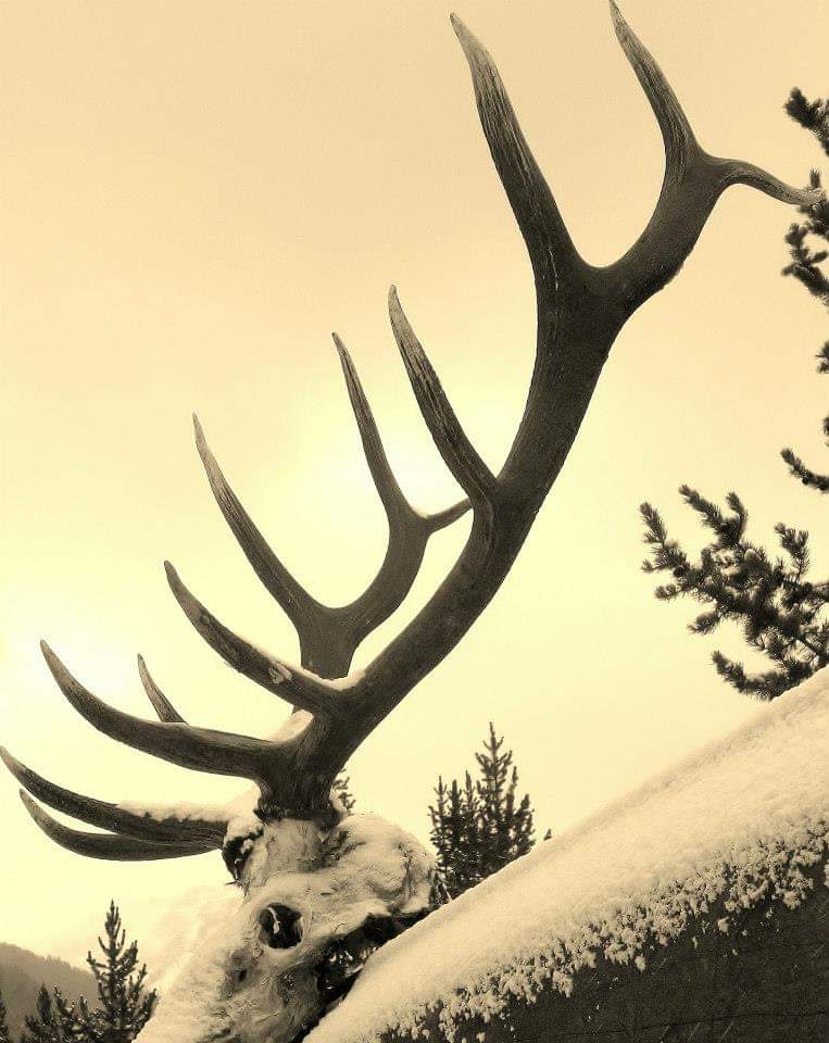 Wyoming Elk Hunting Outfitters