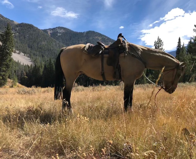 Wyoming Elk Hunting Outfitters